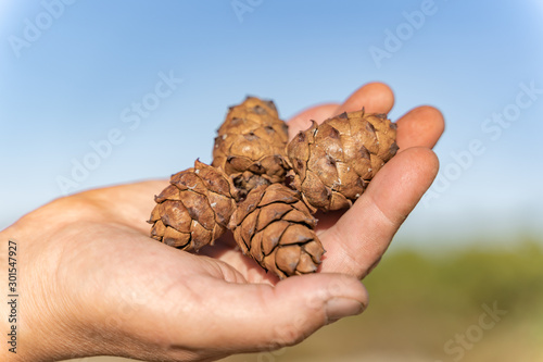 cedar cones are in the palm of a man