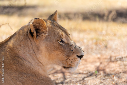 portrait of a beautiful female lion relaxing in the african savannah