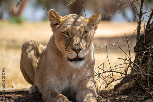 portrait of a beautiful female lion relaxing in the african savannah