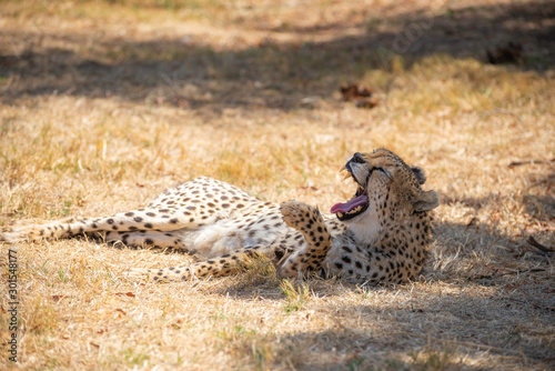 portarit of beautiful cheetah in the african savannah