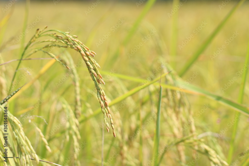 ear of yellow paddy rice in the field. ear of yellow paddy rice in the field.