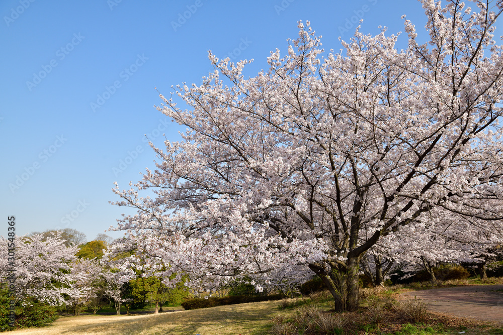 桜 桜