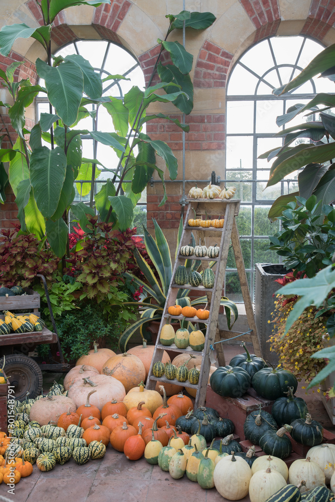 Pumpkins in green house