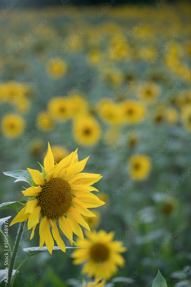 Fototapeta premium field of sunflowers