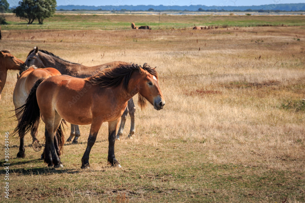 Fototapeta premium Pferde auf der Insel Hiddensee