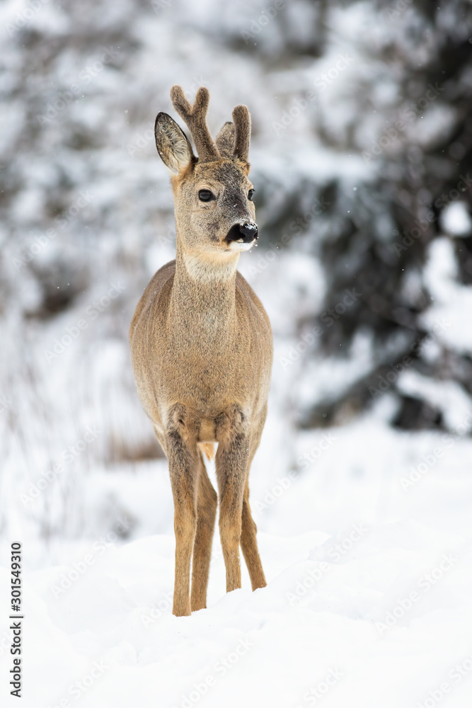 A sweet roe deer male, capreolus capreolus, standing attentively in the snowy weather on the forest meadow. A solitary young buck with snowflakes on the nose.