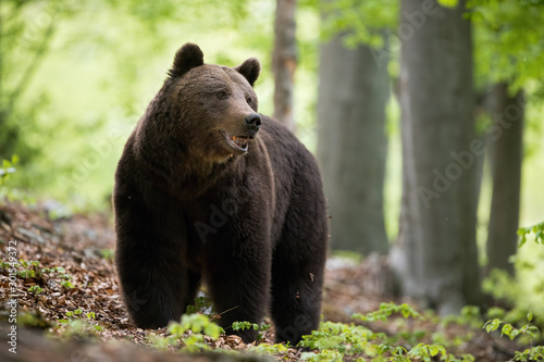 A fluffy brown bear, ursus arctos, with dark brown coat, grazing in the woods. A dominant wild animal standing on the leaves in its natural habitat with open mouth.