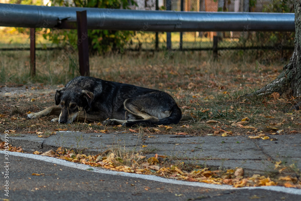 Stray dog resting / sleeping near the road side Stray dog resting / sleeping near the road side