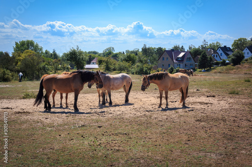 Pferde auf der Insel Hiddensee © Stephan