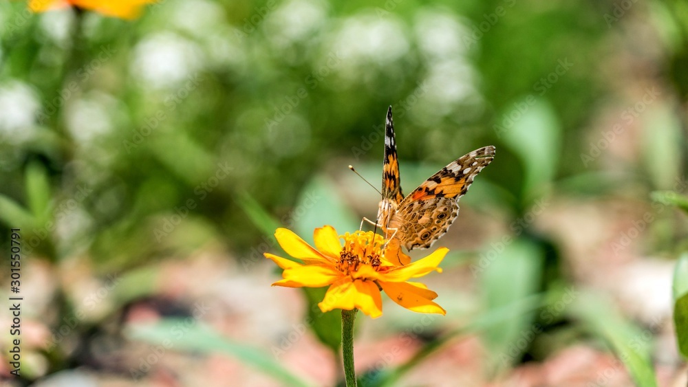 Obraz premium swallowtail butterfly on the cosmos flower in Sochi, Russia.