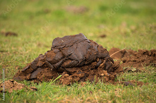 Cow shit on pasture. Processing of excrement into fertilizer