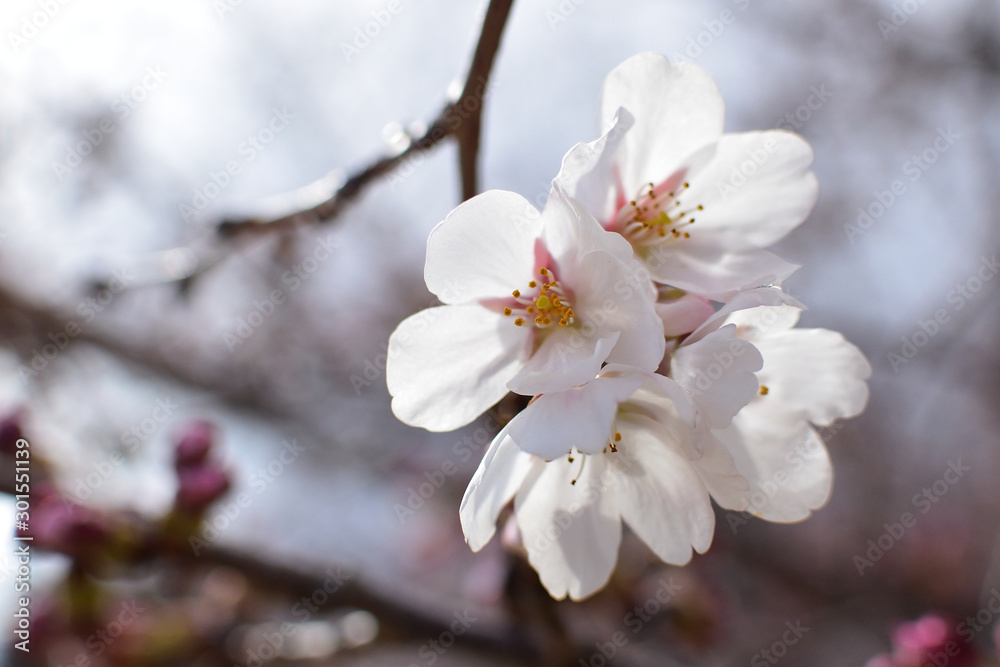 Cherry blossom, spring has come Cherry blossom, spring has come