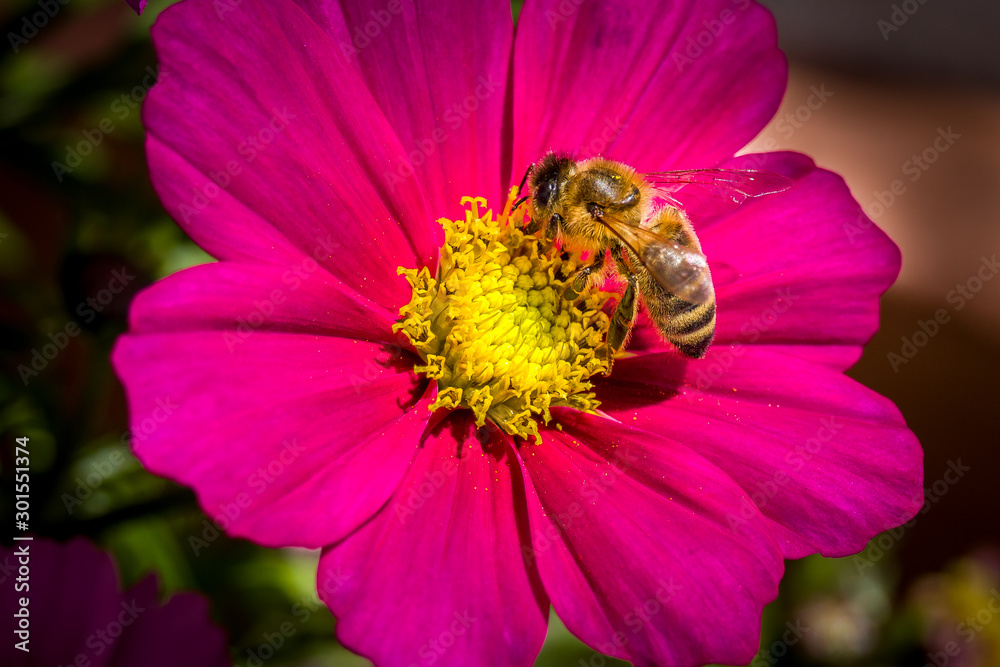 Close-up einer Biene, die den Nektar einer pinken Cosmea genießt Close-up einer Biene, die den Nektar einer pinken Cosmea genießt
