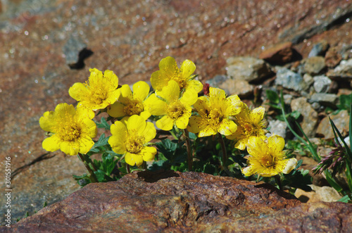 Geum reptans - Creeping avens 