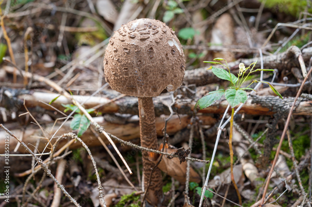 Parasol Parasol