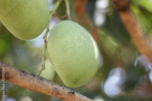  Bunch of fresh mangoes hanging from tree