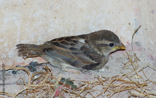 Small passerine bird - Sparrow photo