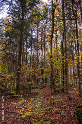 Felsbrocken mit Moos bewachsen im Herbstwald
