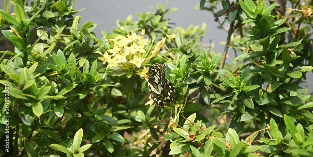A butterfly flying over yellow little flowers. A butterfly flying over yellow little flowers.