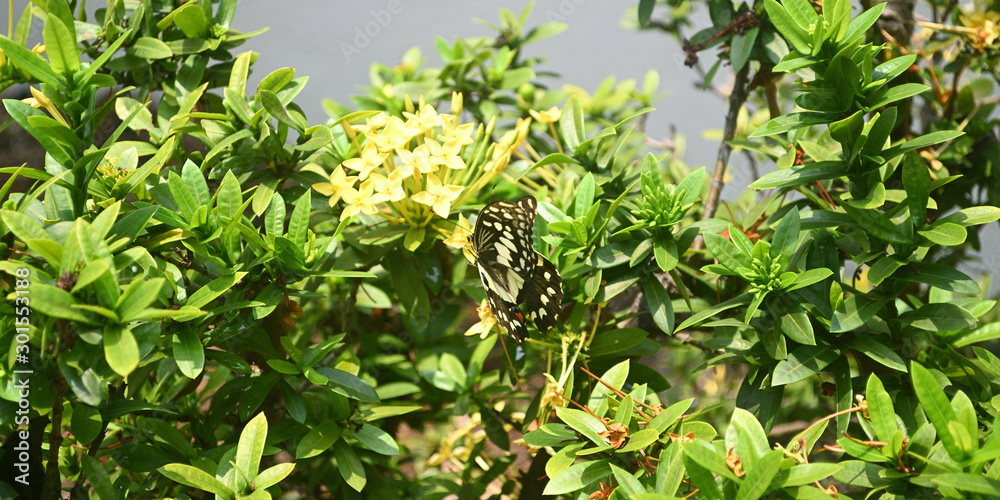 A butterfly flying over yellow little flowers. A butterfly flying over yellow little flowers.