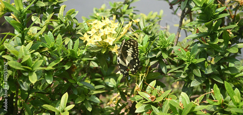 A butterfly flying over yellow little flowers.
