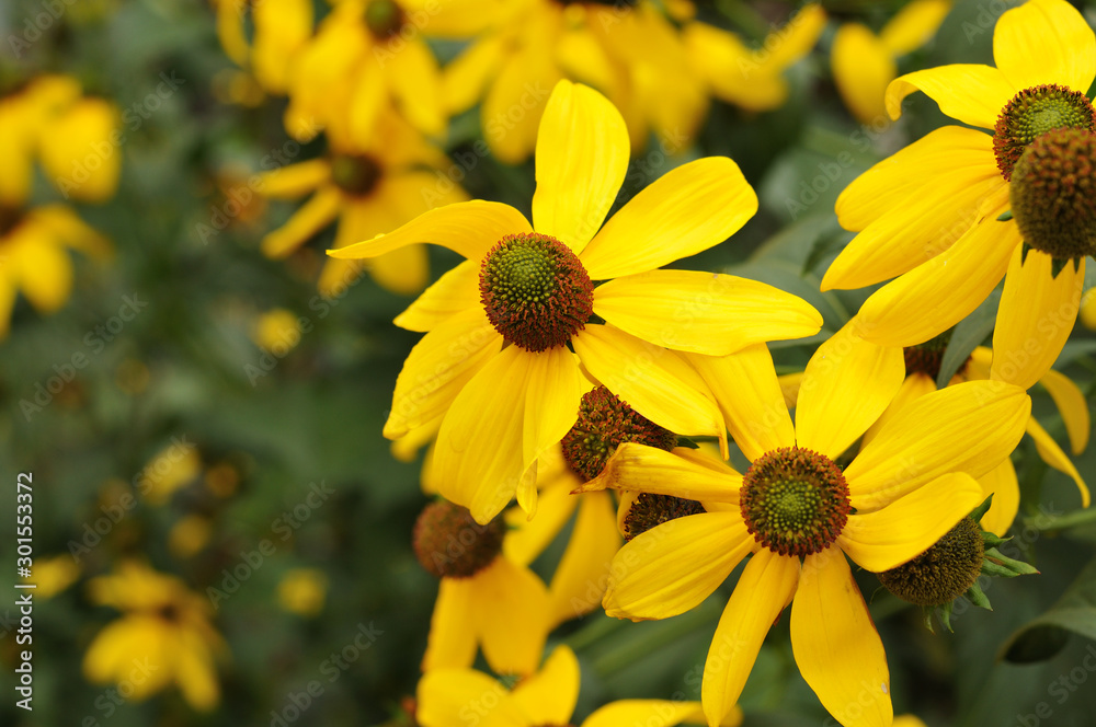 close-up of shiny coneflowers in flowerbed in autumn close-up of shiny coneflowers in flowerbed in autumn