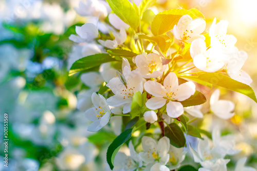 Apple tree flowers in spring on a sunny day. Spring landscape. © sergofan2015