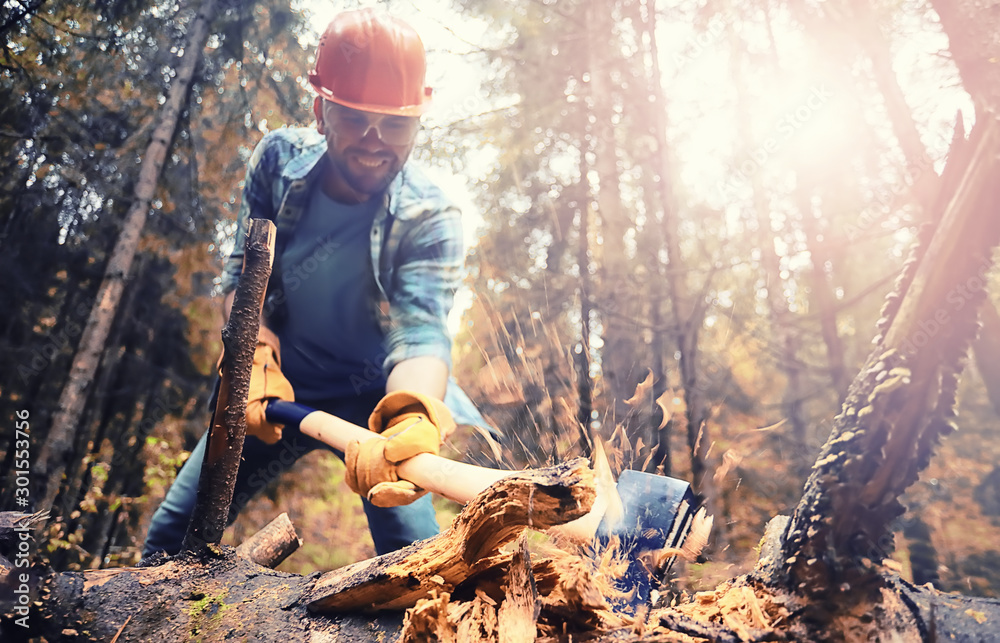 Male worker with an ax chopping a tree in the forest. - obrazy, fototapety, plakaty 