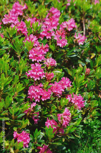 Rhododendron ferrugineum