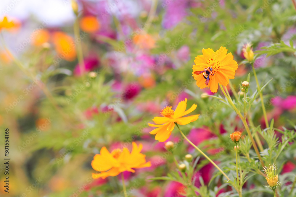 A Bee Is Nectaring a Yellow Cosmos or Mexican Aster Flower. Selective Focus and Blurred Background. A Bee Is Nectaring a Yellow Cosmos or Mexican Aster Flower. Selective Focus and Blurred Background.