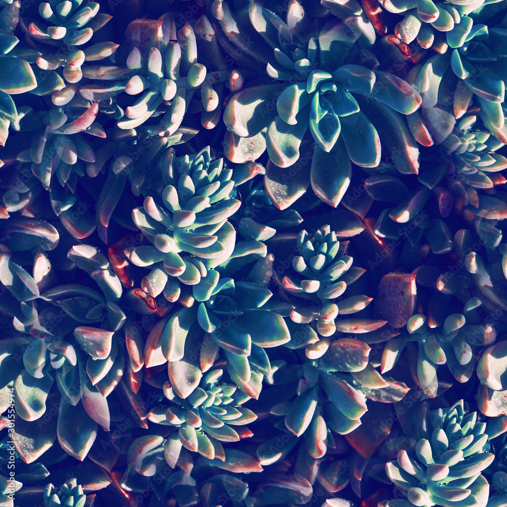 Two-colored succulents grow on the ground. Plant background of round plants with sharp leaves. seamless texture