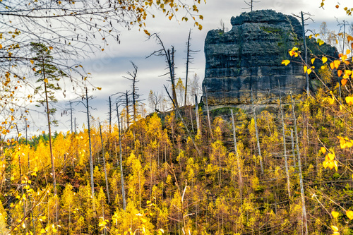 Natürliche Renaturierung nach Waldbrand am Rabenstein (Havraní skála) in der Böhmischen Schweiz photo