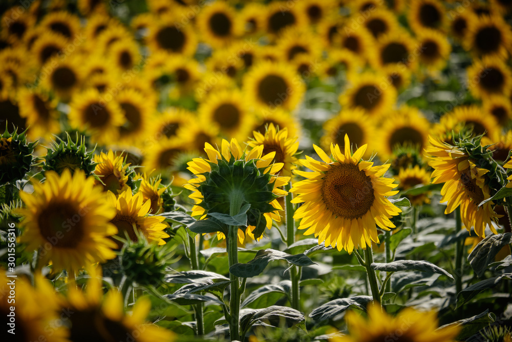Field of sunflowers in Tuscany. Fields of gold. Sunflowers under the tuscan sun. Sunset in Tuscany with colorful sunflowers. Sunglowers plant in Tuscany. Romantic evening in the sunflowers field. Field of sunflowers in Tuscany. Fields of gold. Sunflowers under the tuscan sun. Sunset in Tuscany with colorful sunflowers. Sunglowers plant in Tuscany. Romantic evening in the sunflowers field.