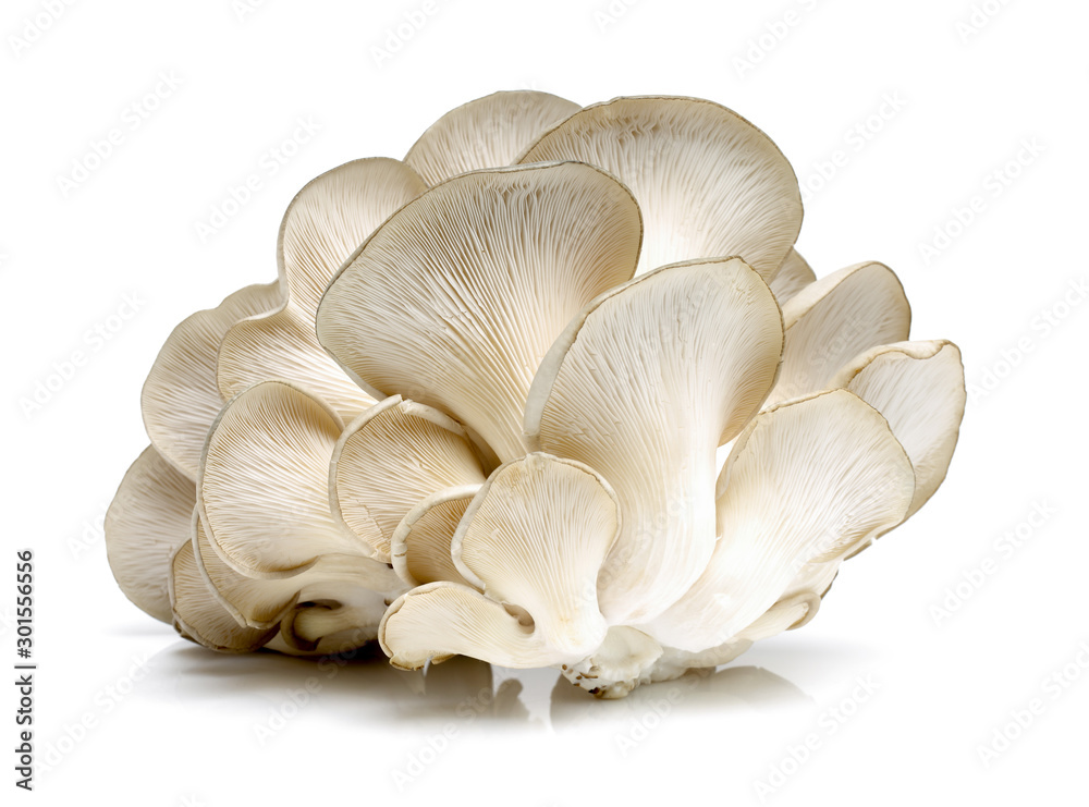 Oyster mushroom on white background Oyster mushroom on white background