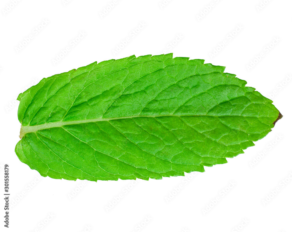 Obraz premium Fresh mint leaf isolated on a white background. Top view.