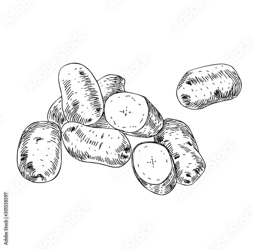 Potatoes in line art style.