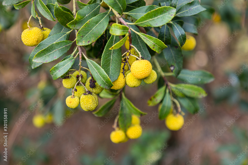 arbutus fruits on the tree before ripening in the park of the Casa de Campo in Madrid arbutus fruits on the tree before ripening in the park of the Casa de Campo in Madrid