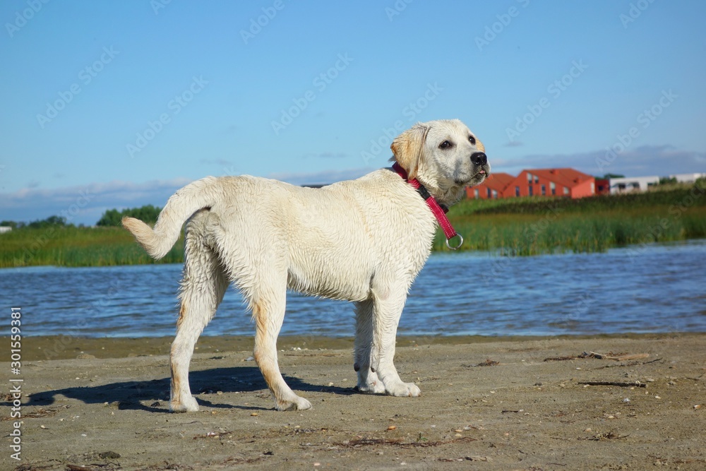 happy labrador observing the beach during hot summer day