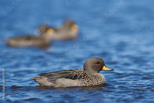 Speckled Teal (Anas flavirostris) on a pond on Bleaker Island in the Falkland Islands photo