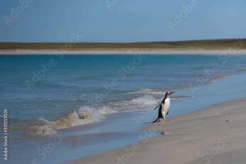 Gentoo Penguins  Pygoscelis papua  coming back to land after a day spent feeding at sea. Bleaker Island in the Falkland Islands.