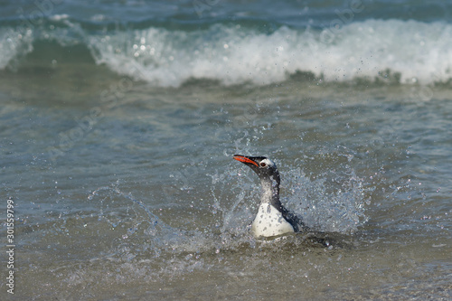 Gentoo Penguins (Pygoscelis papua) coming back to land after a day spent feeding at sea. Bleaker Island in the Falkland Islands.