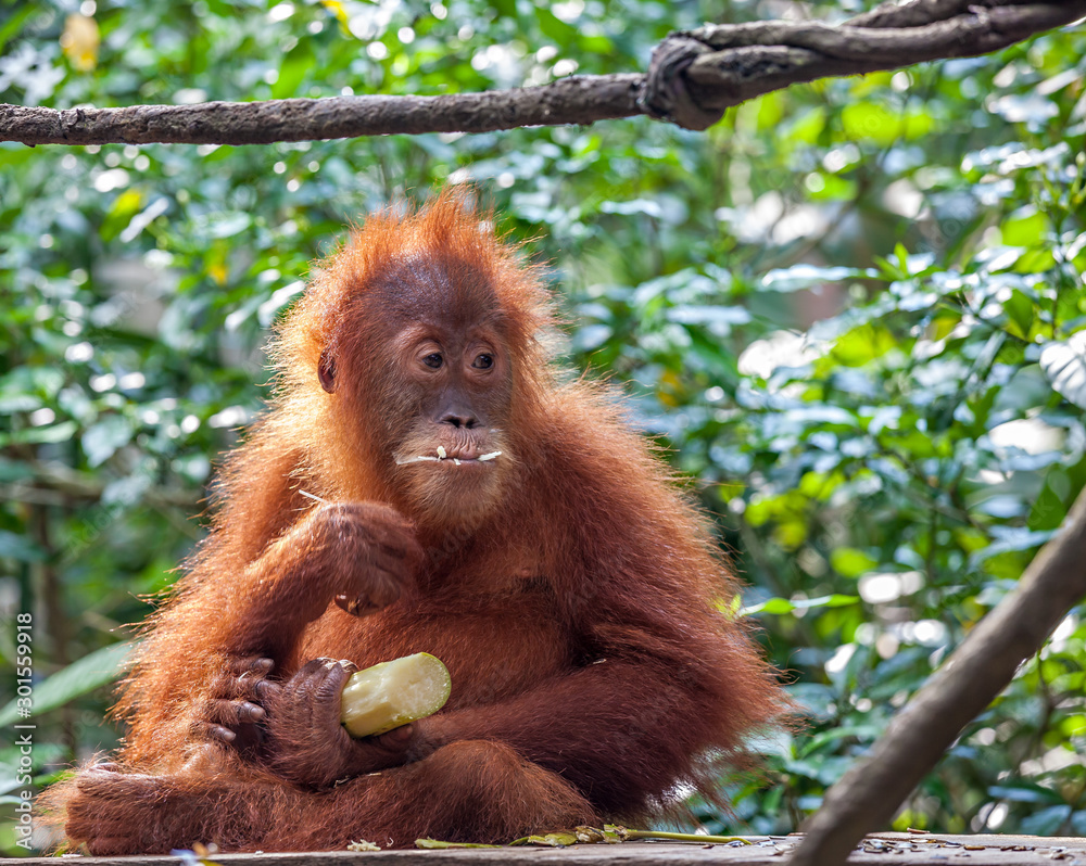 Fototapeta premium Young Orangutang