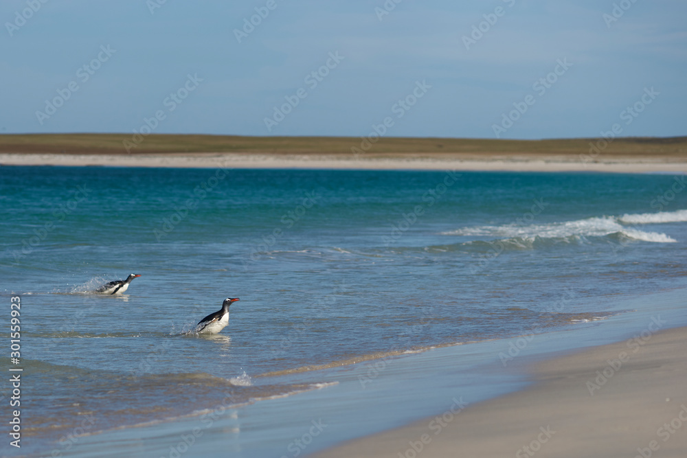 Gentoo Penguins (Pygoscelis papua) coming back to land after a day spent feeding at sea. Bleaker Island in the Falkland Islands. Gentoo Penguins (Pygoscelis papua) coming back to land after a day spent feeding at sea. Bleaker Island in the Falkland Islands.