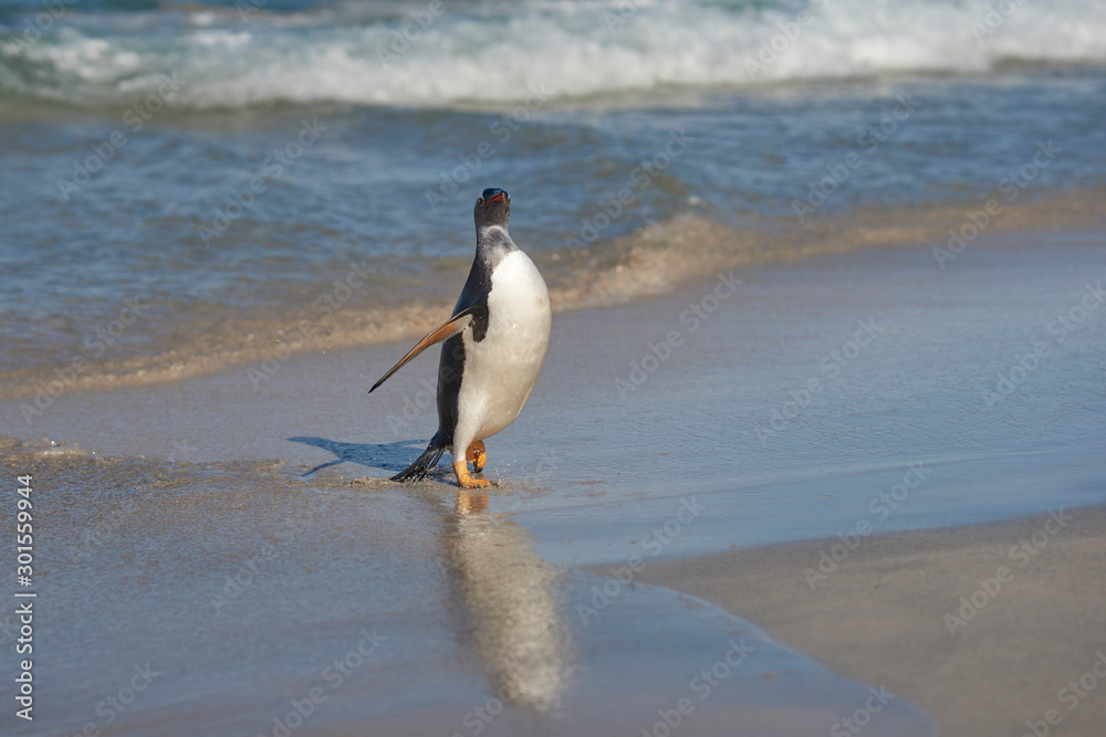 Gentoo Penguins (Pygoscelis papua) coming back to land after a day spent feeding at sea. Bleaker Island in the Falkland Islands. Gentoo Penguins (Pygoscelis papua) coming back to land after a day spent feeding at sea. Bleaker Island in the Falkland Islands.