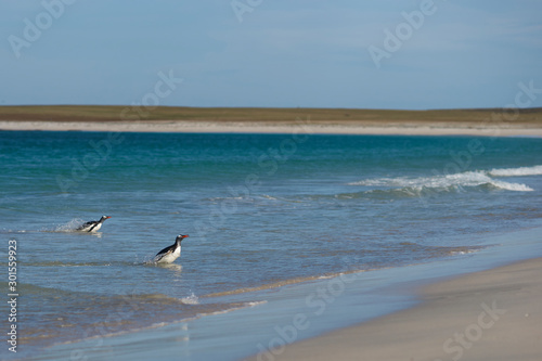 Gentoo Penguins  Pygoscelis papua  coming back to land after a day spent feeding at sea. Bleaker Island in the Falkland Islands.