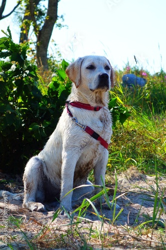 happy labrador observing the beach during hot summer day photo