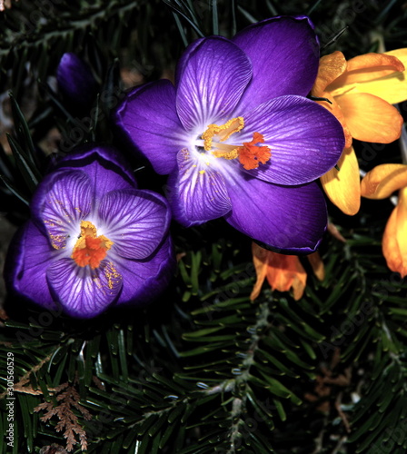 Fototapeta Naklejka Na Ścianę i Meble -  Gelbe und intensiv violette Krokusse in schönem Licht