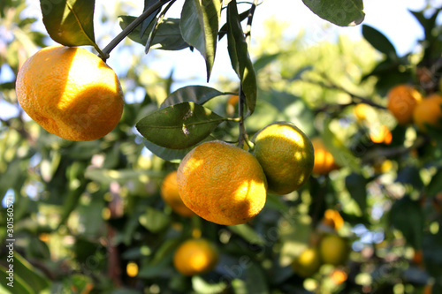 Ripe tangerines on tree branches