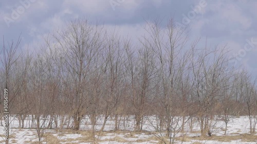 Wallpaper Mural 日本の田舎の冬景色 Torontodigital.ca