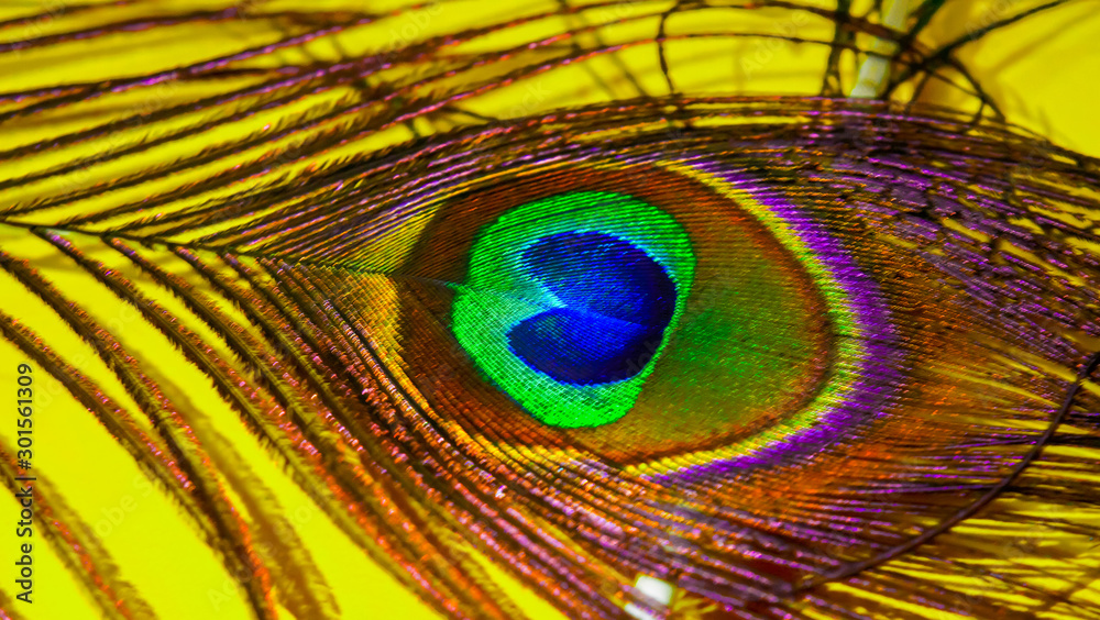 Obraz premium indian peacock feathers,peacock tail,birds tail,close- up view of peacocks tail ,yellow background on peacocks feather.close up feather brown - yellow isolated on green background